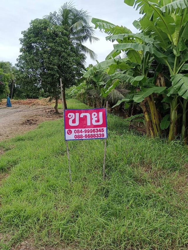 ที่ดินเปล่าทำเลดี ติดถนนราชบุรี-ผาปก เหมาะกับการลงทุนและตั้งร้านค้า 5