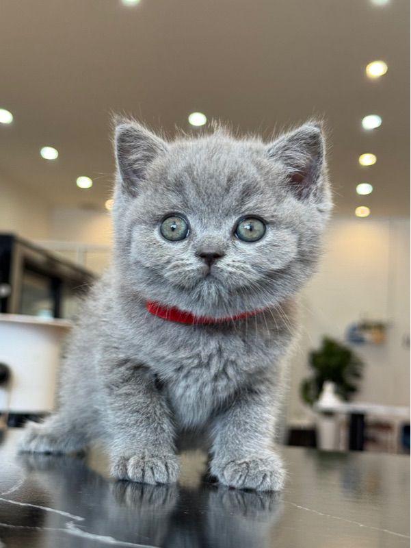 บริติช ชอร์ทแฮร์ British Shorthair Blue 2