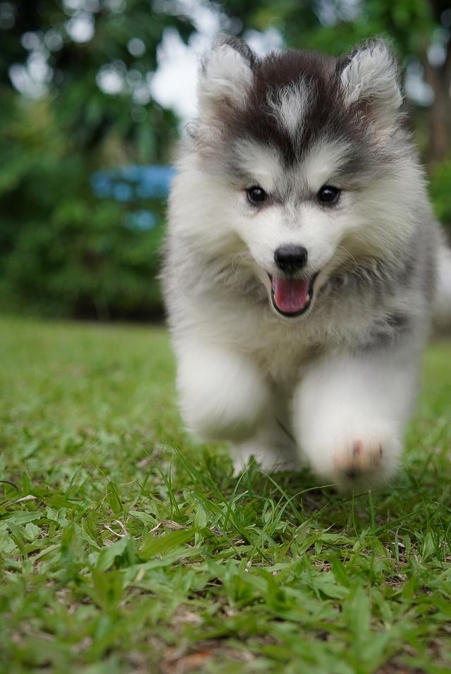 ไซบีเรียนฮัสกี้ Siberian husky ลูกสุนัขไซบีเรียนฮัสกี้ 4