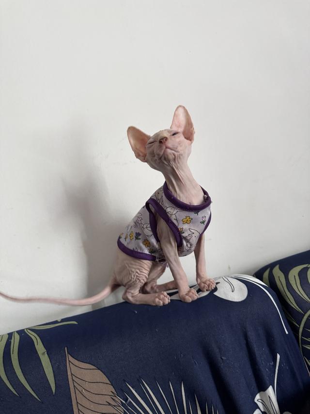 แมวสฟิงซ์ 3