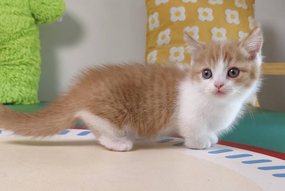 แมวมันช์กิ้น Munchkin short leg Oscat cattery chiangmai รูปที่ 5
