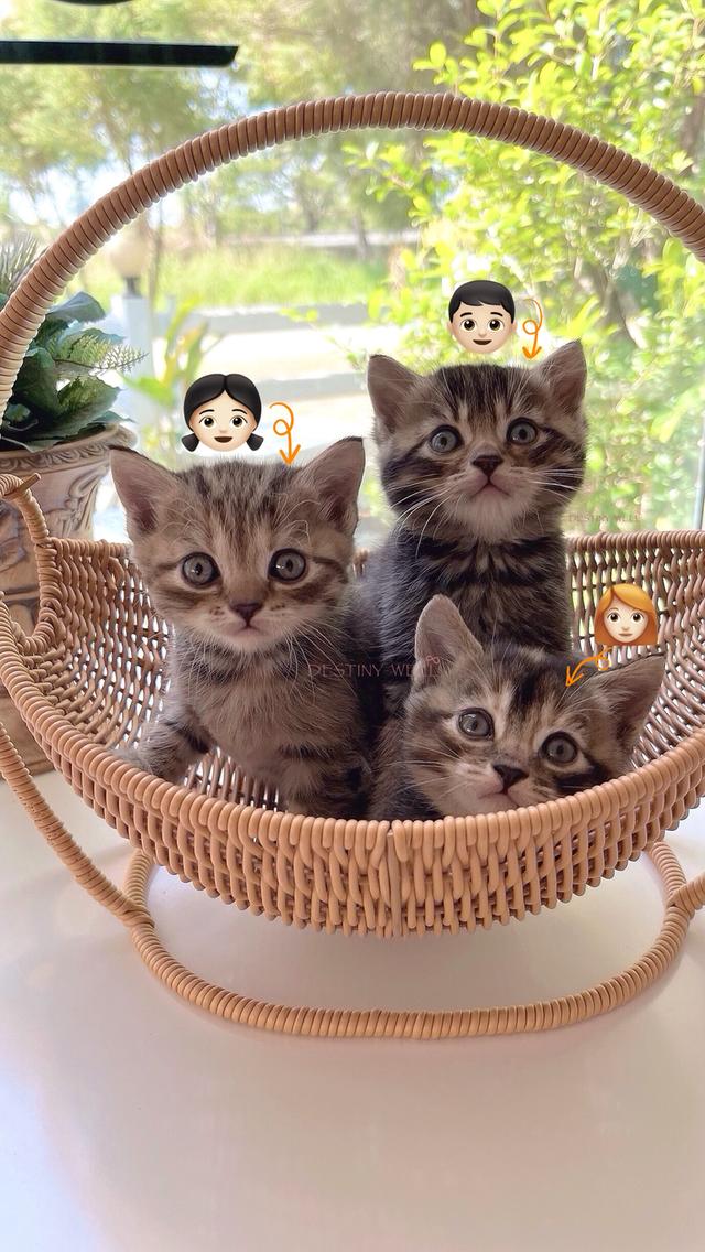 แมวสก๊อตติชโฟลด์ มีใบเพด scfc