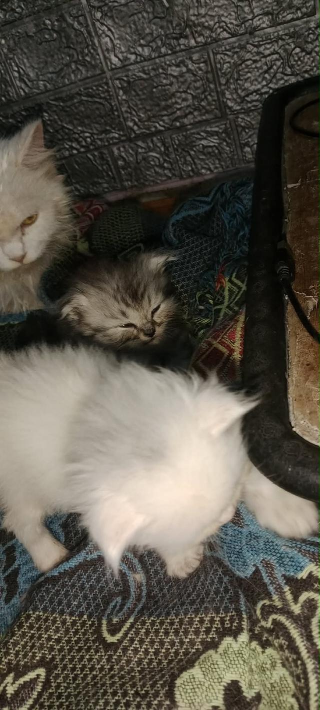 แมวเปอร์เซีย