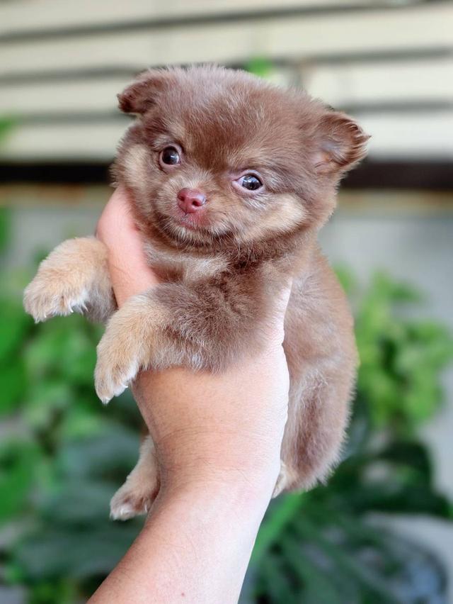 ชิวาวาแท้ ขนยาวสีช็อค เพศผู้