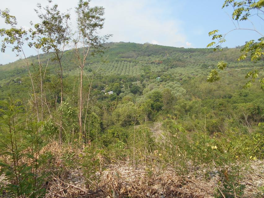 ที่ดินติดลำห้วย บ้านผาแดง ต.นายม อ.เมือง จ.เพชรบูรณ์ 14