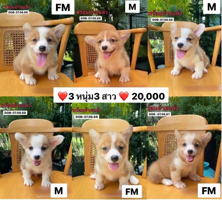 หมาคอร์กี้ 7