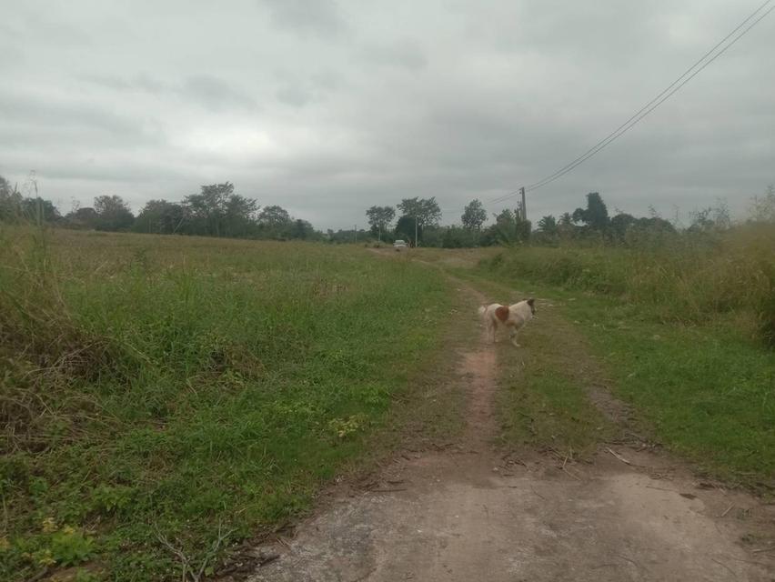 ที่ดินเปล่า 20 ไร่ๆละ 5 แสน แบ่งขายได้ คลองสอง วังน้ำเขียว 9