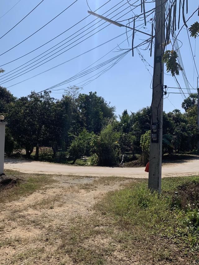 ขายที่ดินสันทราย ต.ป่าไผ่ ใกล้ตลาดป่าเหมือด ม.แม่โจ้ 2