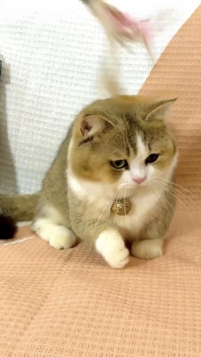 แมบมันช์กิ้น ขาสั้นจู๋อายุ4เดือน เด็กผู้ชาย รูปที่ 5