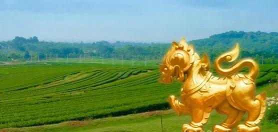 ขายที่ดินพรีเมี่ยมติด Singha Park Chiang Rai ขนาด 8 ไร่ + 6 ไร่ ( รวม 14 ไร่ ) น้ำไม่ท่วม จังหวัดเชียงราย 7