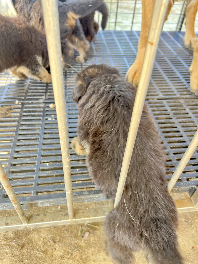 ลูกสุนัขอาเซเซี่ยนเพศเมีย 6