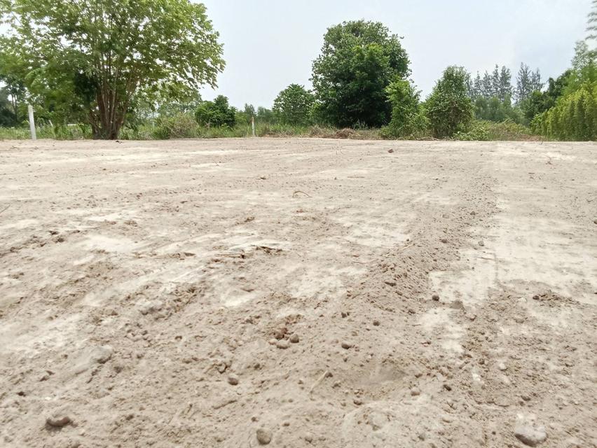 ที่ดินเปล่าถมที่แล้วเหมาะกับปลูกอาศัย 1