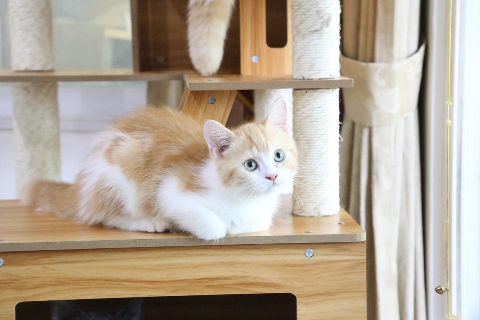 ลูกแมวบริติชหิมาลายันพร้อมย้ายบ้าน รูปที่ 17