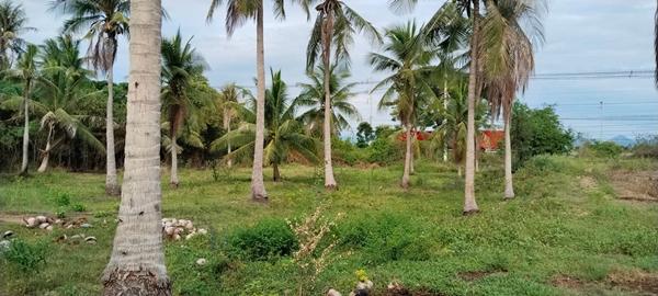 ขายที่ดิน 2ไร่เศษ ติดถนนเพชรเกษม เมืองประจวบ 3