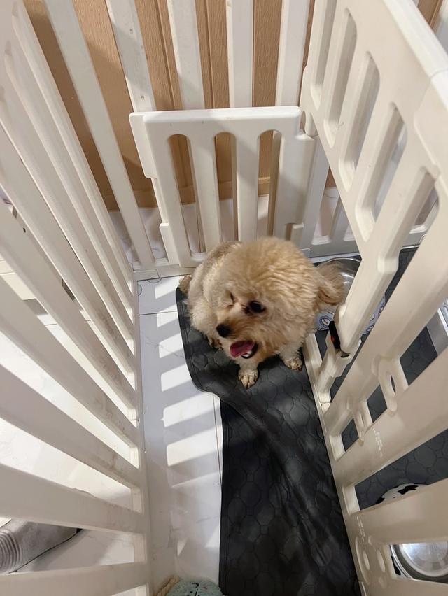 พุดเดิ้ลทอย เมีย หาบ้านอบอุ่น รูปที่ 6