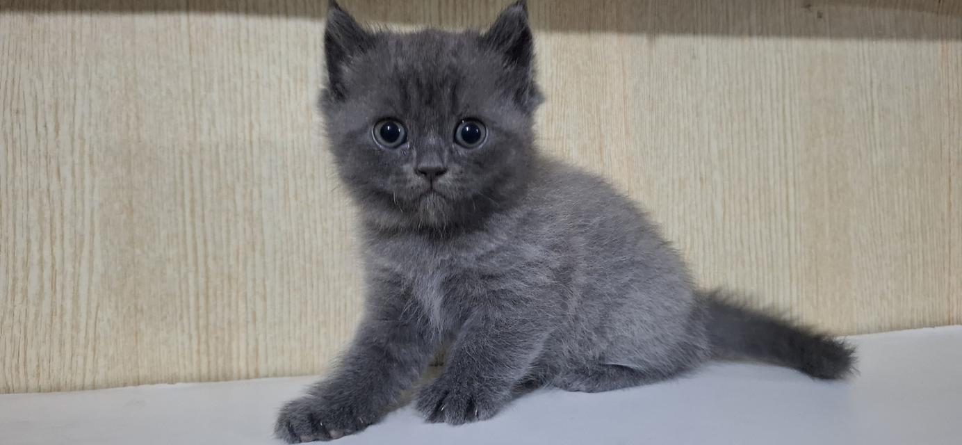 ลูกแมวบริติช British Shorthair , British Longhair รูปย่อยที่ 2