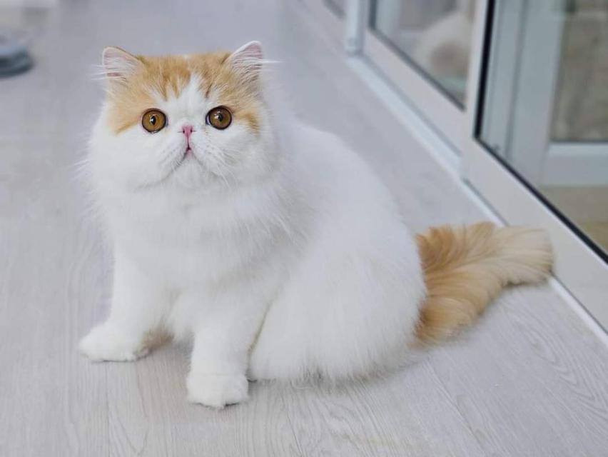 ขายแมวเปอร์เซีย (Persian cat) 3
