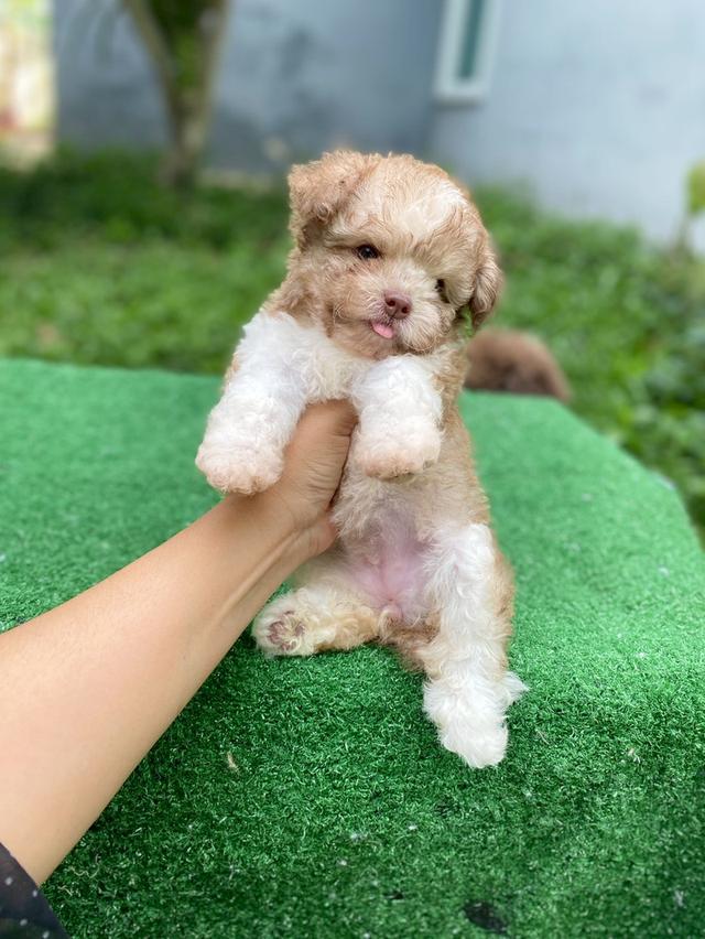 พุดเดิ้ลผสม น่ารักมาก รูปย่อยที่ 4