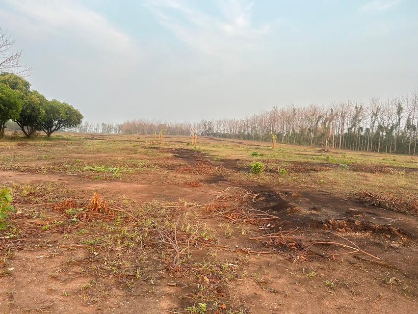 บ้านพร้อมที่ดิน 40 ไร่ จังหวัดพิษณุโลก อำเภอเนินมะปราง 4