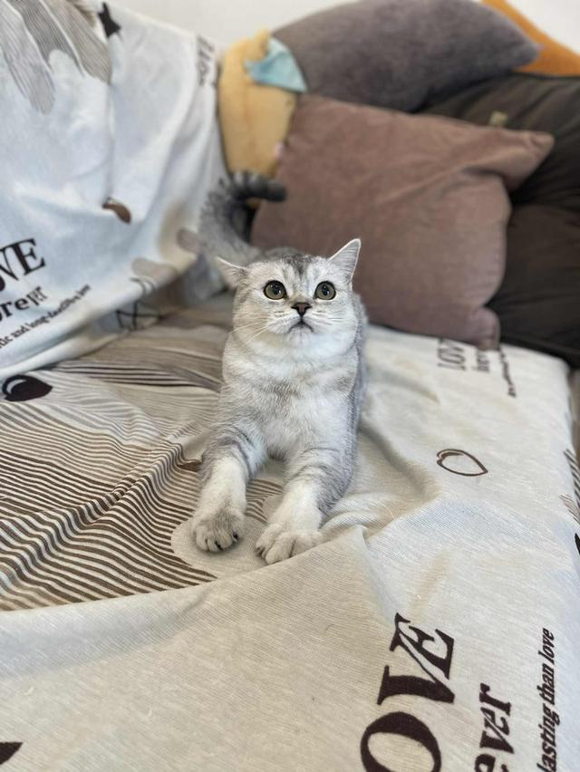 สาวสก็อต 11