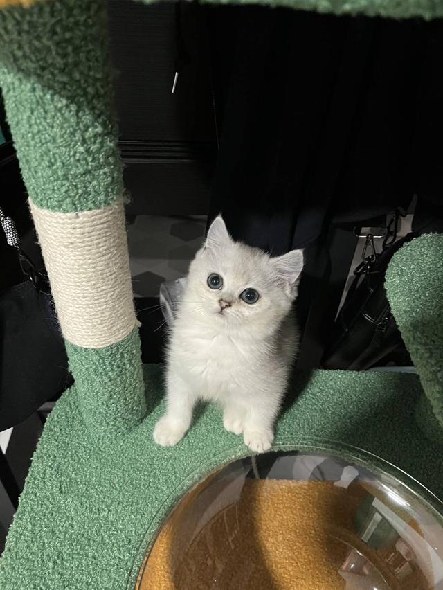 สก๊อตทิช โฟลด์ (Scottish fold)