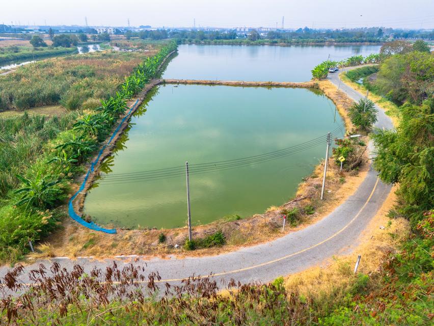 ขายที่สีม่วง อีอีซี 10 ไร่เศษ  ใกล้ถนนเลียบมอเตอร์เวย์สาย 7 ใกล้นิคมอมตะ พานทอง ต.บางนาง อ.พานทอง จ.ชลบุรี 6