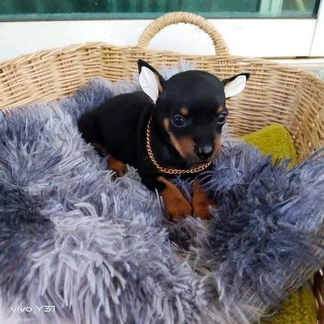 ลูกสุนัข Miniature Pinscher สีดำ