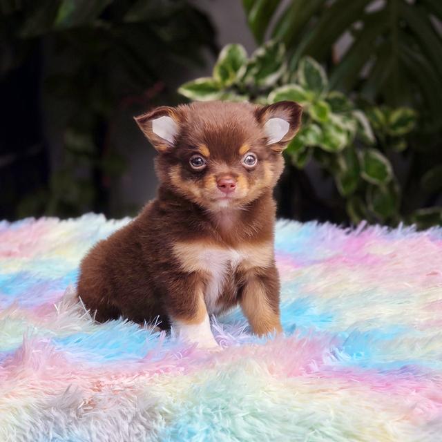 น้องเฟมัส ชิวาวาขนยาวสีช้อคแทนเพศผู้