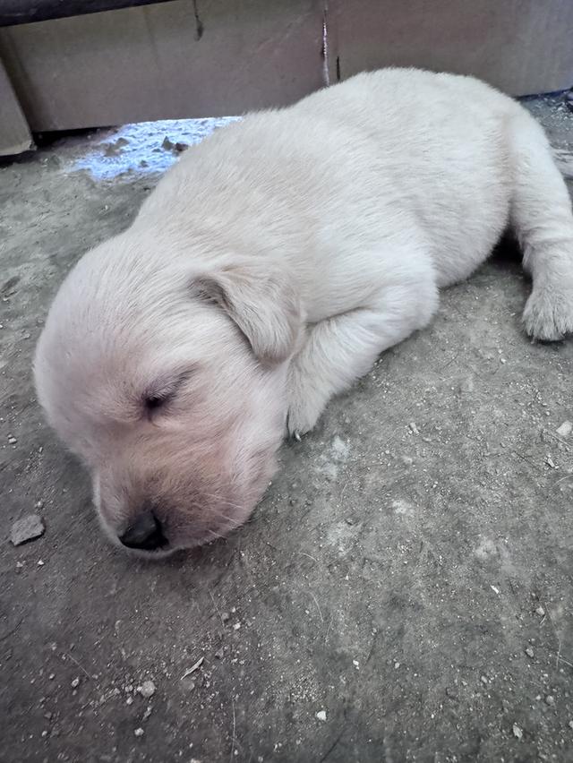 mini product image 3