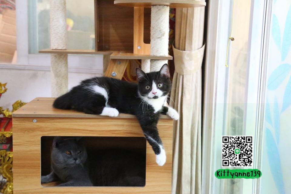 ลูกแมวบริติชหิมาลายันพร้อมย้ายบ้าน รูปที่ 2