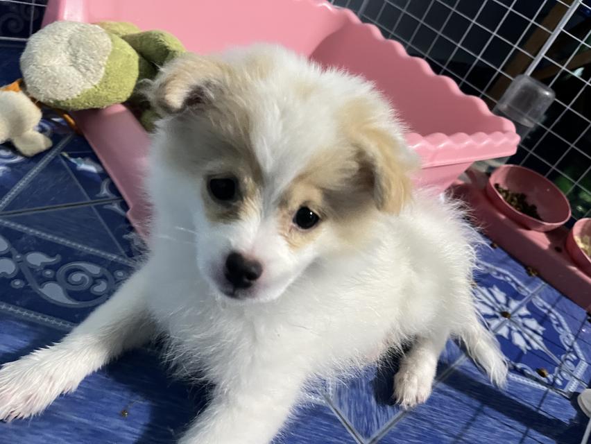 น้องหมาปอมแท้ ปอมหน้ายาว