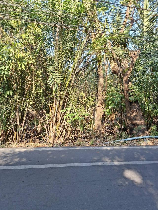 ขายที่ดินบางกะเจ้า 300 ตร.ว. ใกล้สวนศรีนครเขื่อนขันธ์ หน้าติดถนน หลังติดคลอง 9