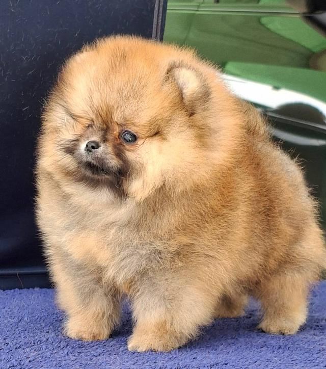 สุนัขพันธุ์ปอมเมอเรเนียน รูปย่อยที่ 2