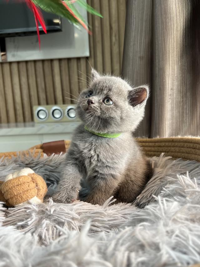 ลูกแมว บริติช ช็อตแฮร์ ใบเพ็ดนอกWCF(British Shorthair) 10
