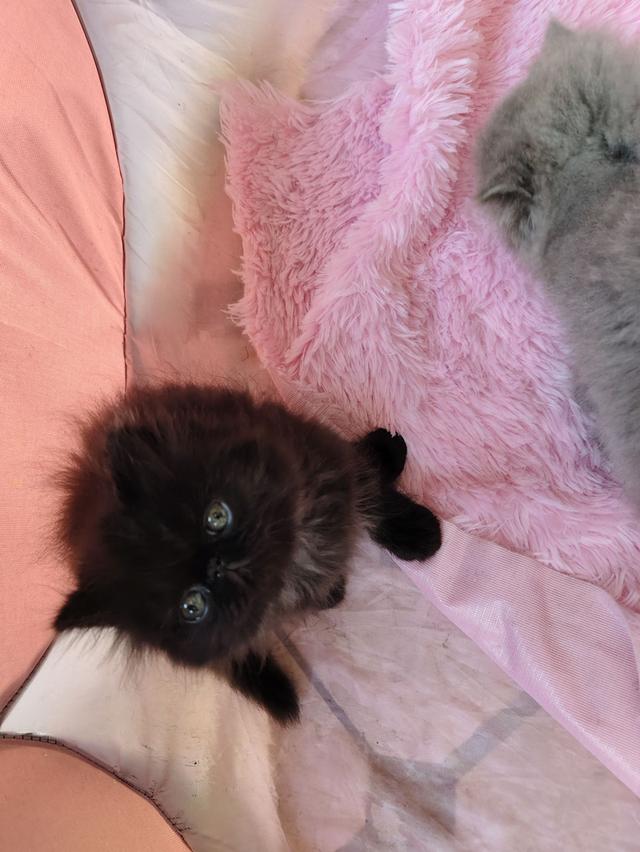 แมวเอ็กโซติกขนยาวสีดำ รูปที่ 3