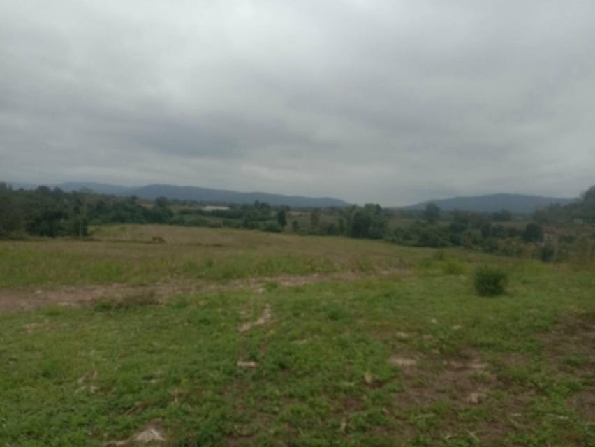 ที่ดินเปล่า 20 ไร่ๆละ 5 แสน แบ่งขายได้ คลองสอง วังน้ำเขียว 6