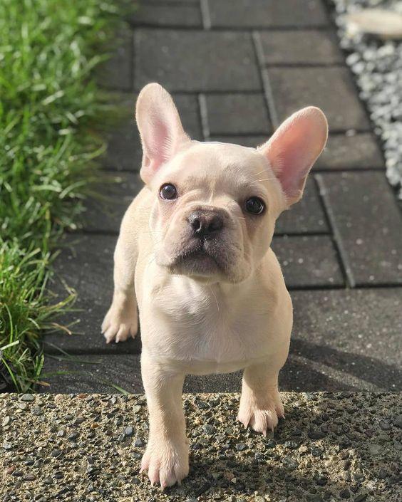 หมาพันธุ์ เฟรนช์บูลด็อก (French Bulldog) 3