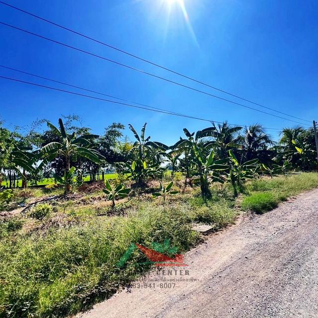 ขายถูก ที่ดินเปล่า3แปลง แปลงละ100ตรว. ซ.สังฆสันติสุข48/1 หนองจอก แบ่งขายได้ 2