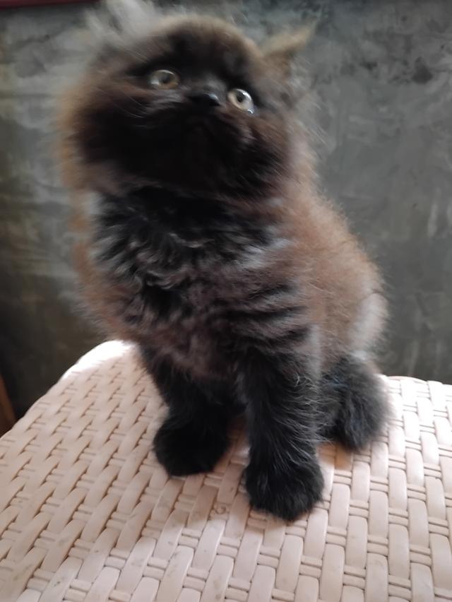 น้องเเมว เปอร์เซียเพศผู้ อายุ2เดือน