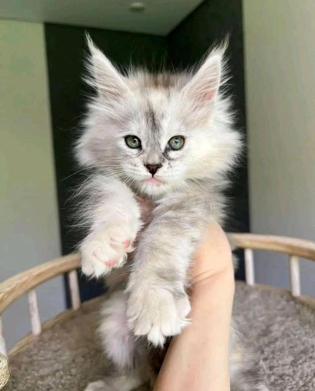 Maine Coon Kittens WhatsApp me : ( +63 985 762 7466 )