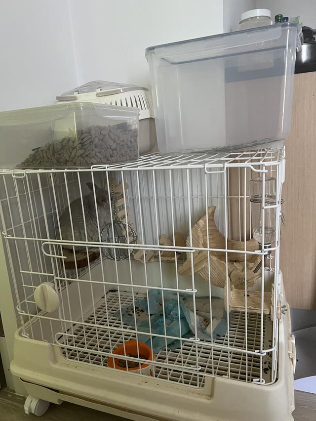 ชินชิล่า blue diamond มีใบ หาบ้านค่ะ 4