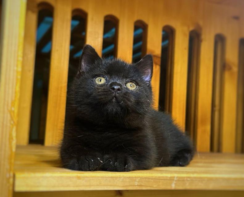 ลูกแมวมันช์กิ้นสีดำล้วน 1