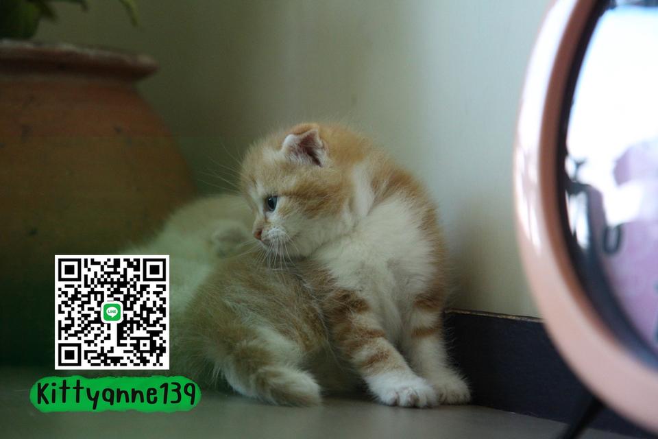 แมวสก็อตติชโฟลด์แท้แบ่งเลี้ยง 15