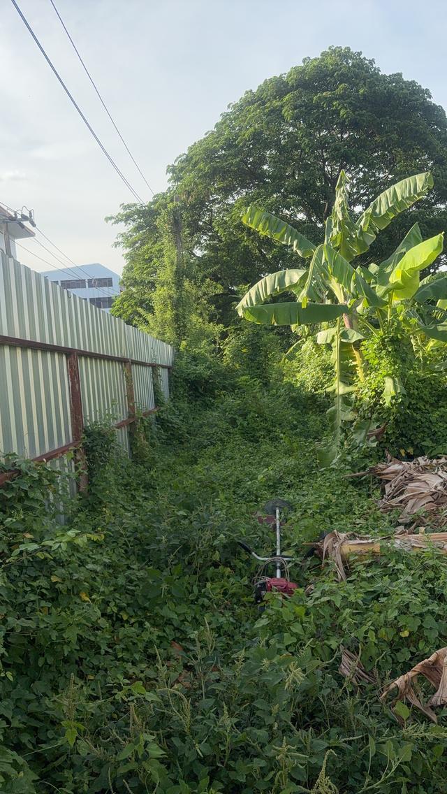ขายที่ดิน ซอยลาดพร้าว 114 2