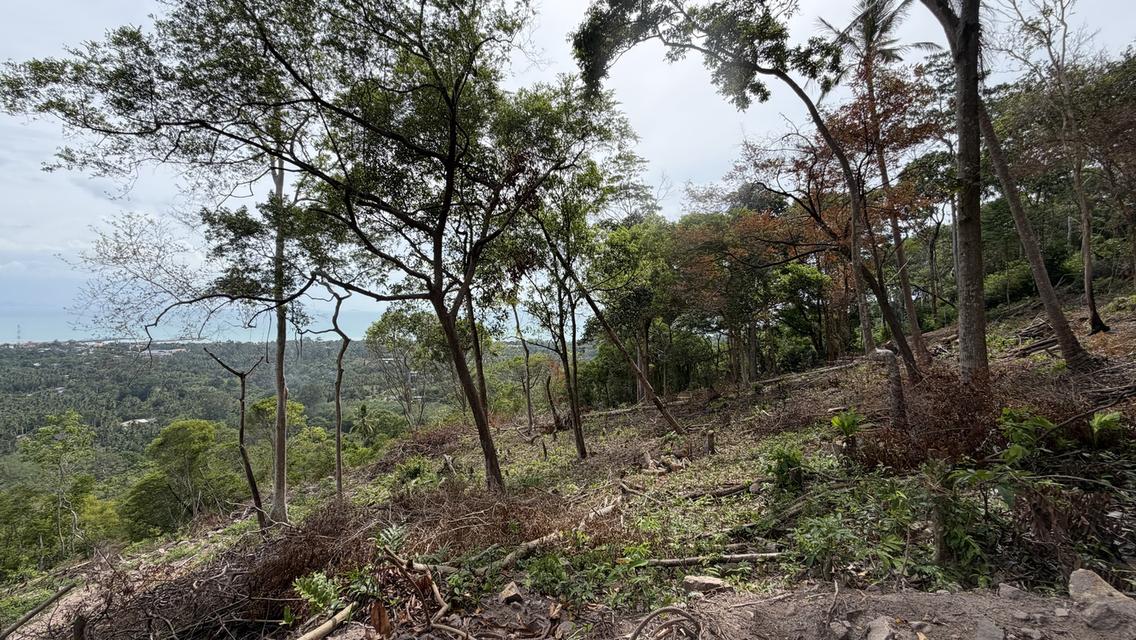 Prime Sunset & Sea View Land for Sale in Koh Samui – A Rare Investment Opportunity! 12