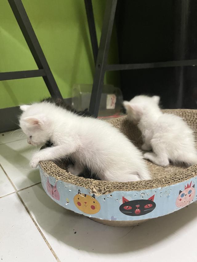 ขายแมวเด็กลูกแมวเล็ก รูปที่ 2