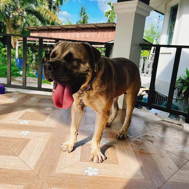 พ่อพันธุ์ Bullmastiff