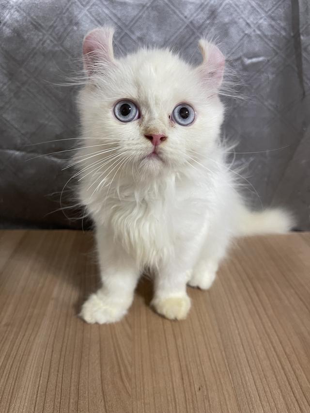 คนขายเลี้ยงเองครับ น้องแมวพันธุ์ อเมริกันเคิร์ลผสมหิมาลายัน เพศชาย ( หูบิน ) ตาสีฟ้า