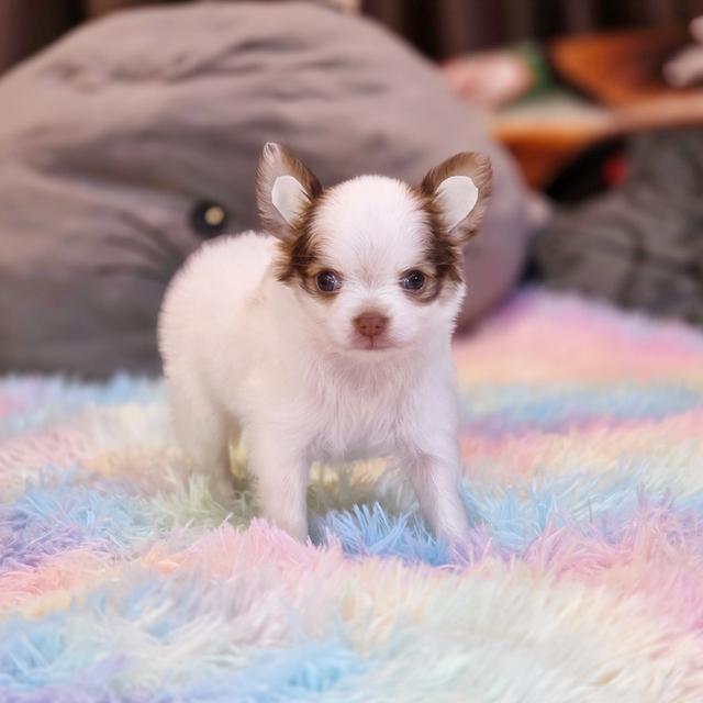 น้องพอใจชิวาวาแท้ขนยาวพร้อมแสบแล้วจ้า 4