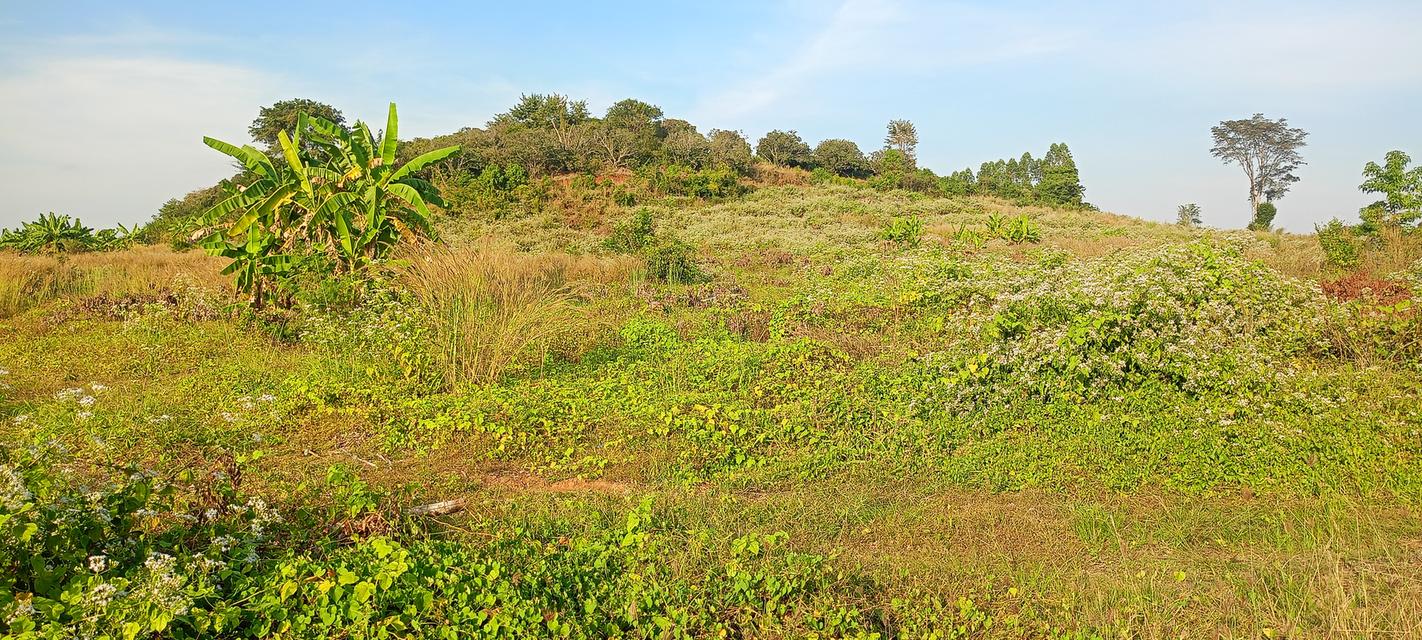 ที่ดินอยู่ใกล้ตลาดใหญ่ เป็นที่เนินเขาติดฝายน้ำเป็นสวนลำไยแบ่งขาย 32 ไร่ 8
